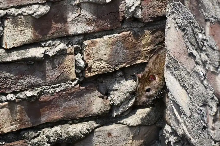 A close-up image of a rat peeking from a brick wall outdoors.