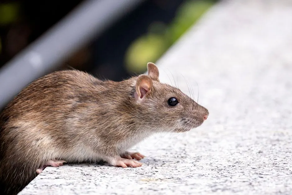 A detailed photo of a brown rat (Rattus norvegicus) on a concrete surface outdoors.
