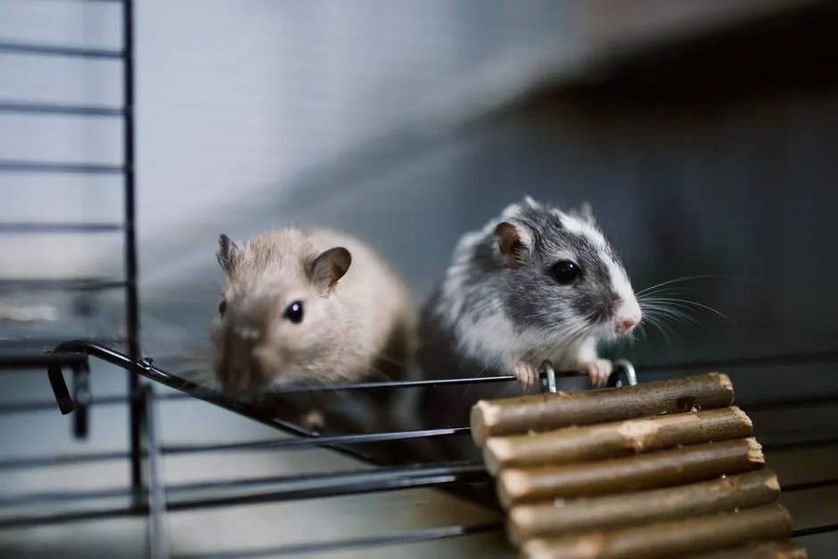 Adorable gerbils exploring their cage with a wooden bridge attachment.