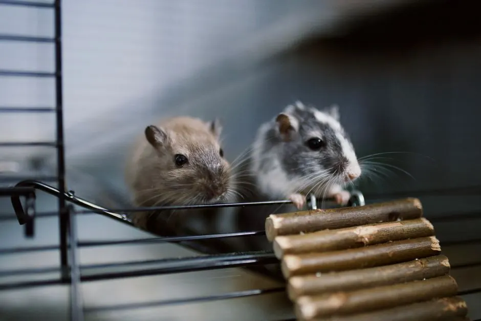 Close-up of two adorable gerbils peering out of their cage with a wooden ladder.
