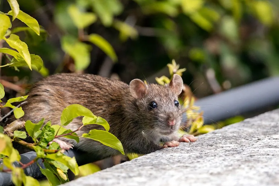 Detailed close-up of a brown rat among green foliage, showcasing wildlife in natural habitat.