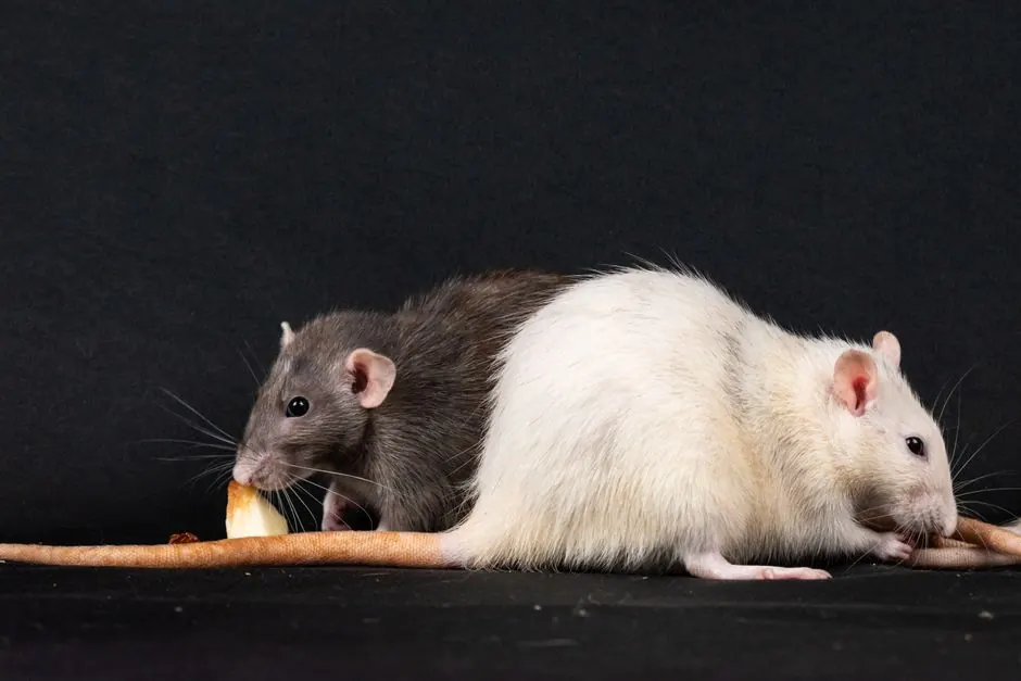 Two pet rats enjoying food against a black background, highlighting rodent companionship.